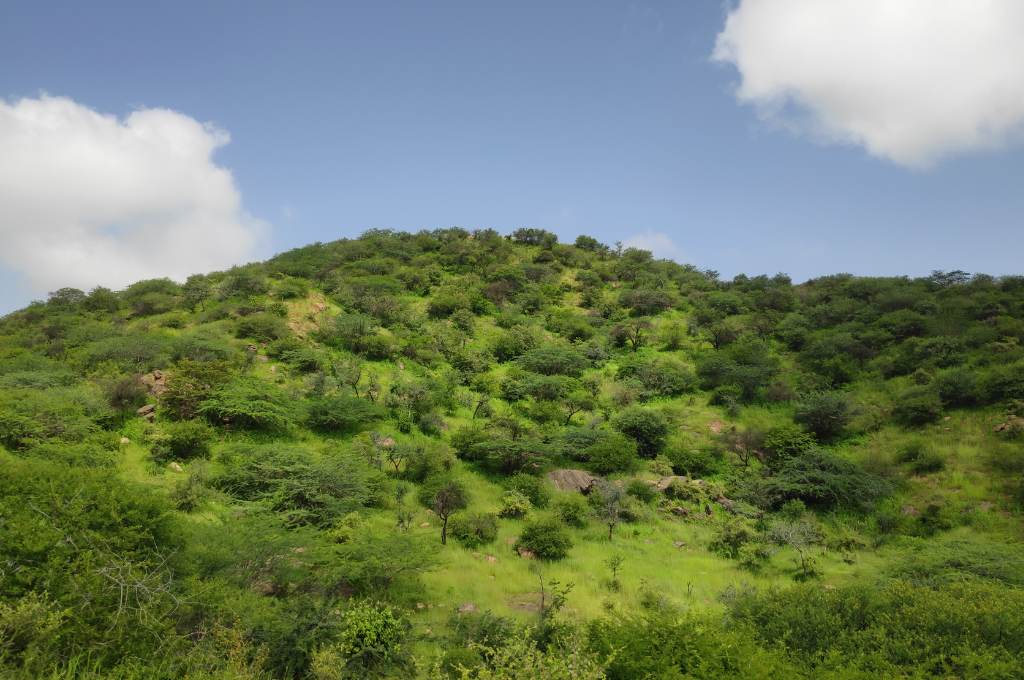 a hill with grass and low shrubs growing on it--common land