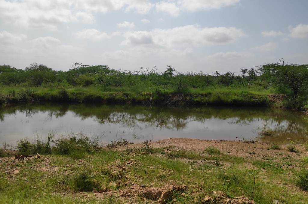 a pond and green grass--common land