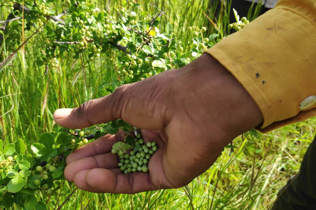 a hand holding a plant with small, round, green fruit--common land