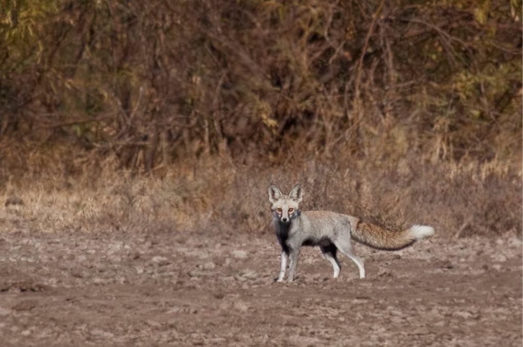 indian fox in arid wasteland-India conservation
