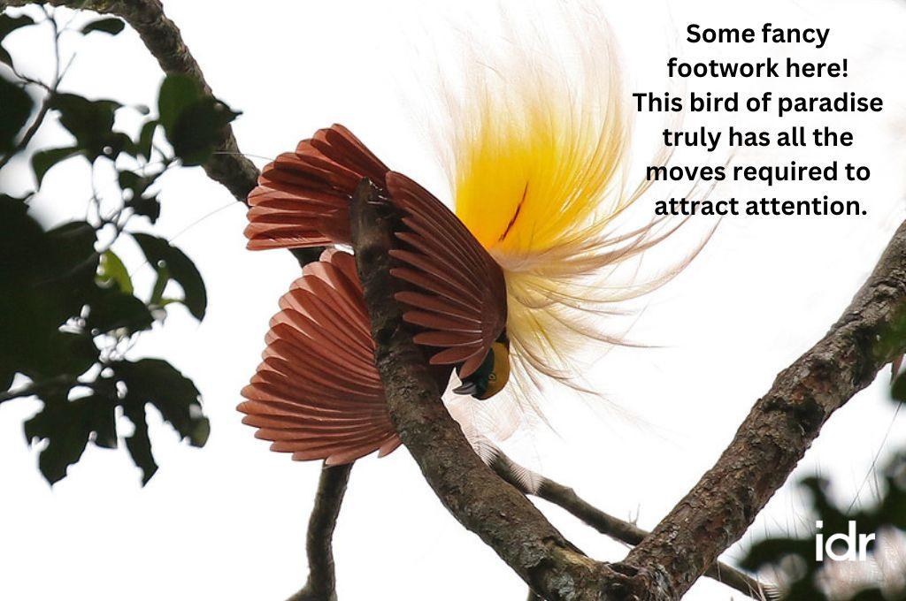 a bird with bright red and yellow plumage--nonprofit humour