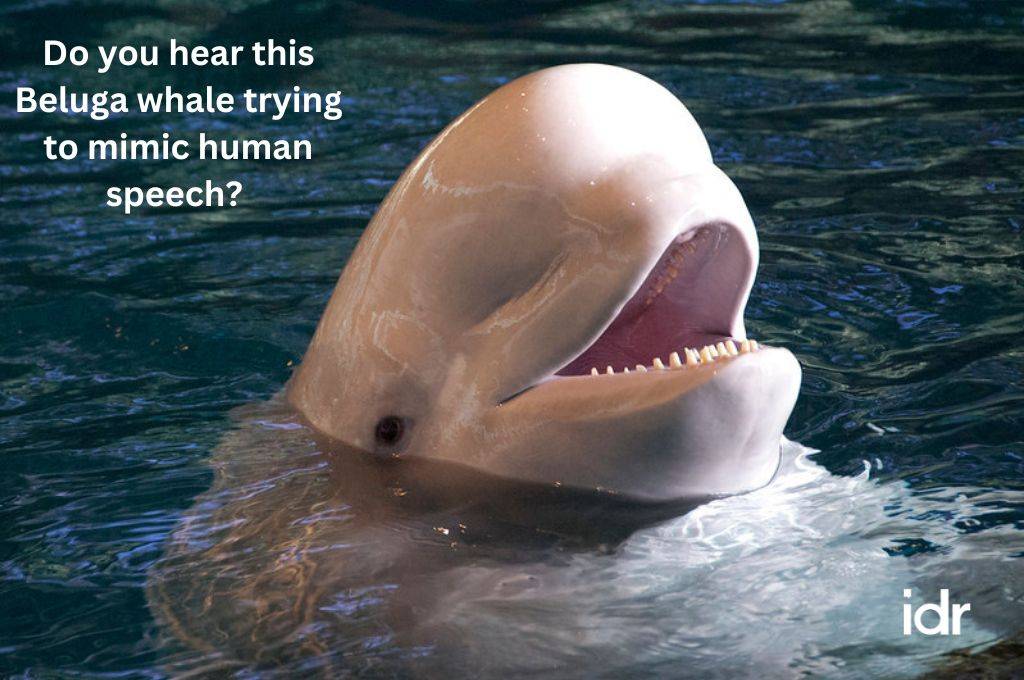 a beluga whale with its head out of the water--nonprofit humour