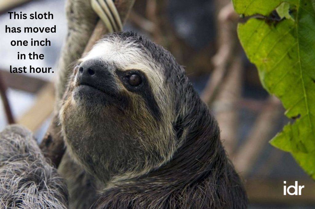 a sloth hanging on to a tree branch--nonprofit humour
