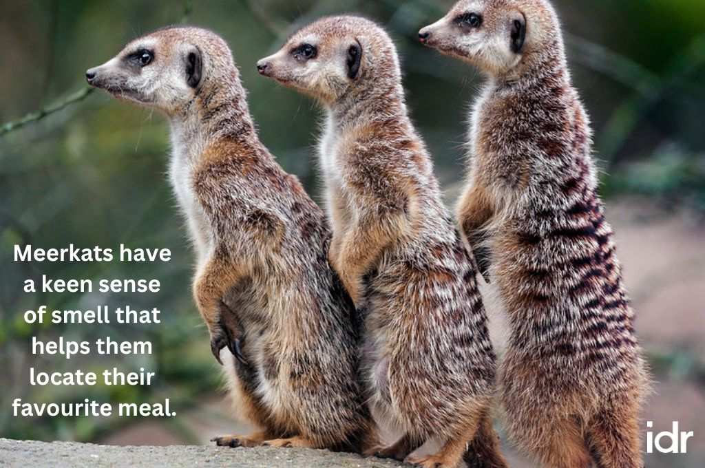 three meerkats standing upright--nonprofit humour
