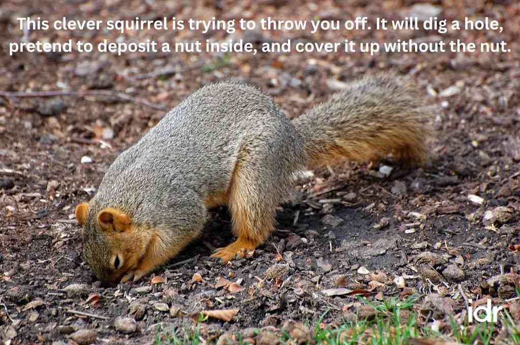a squirrel burrowing into the ground--nonprofit humour
