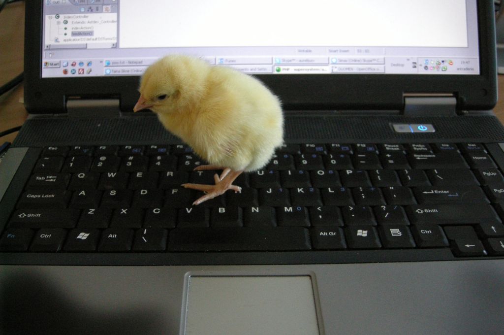 A baby chick on a laptop_nonprofit humour