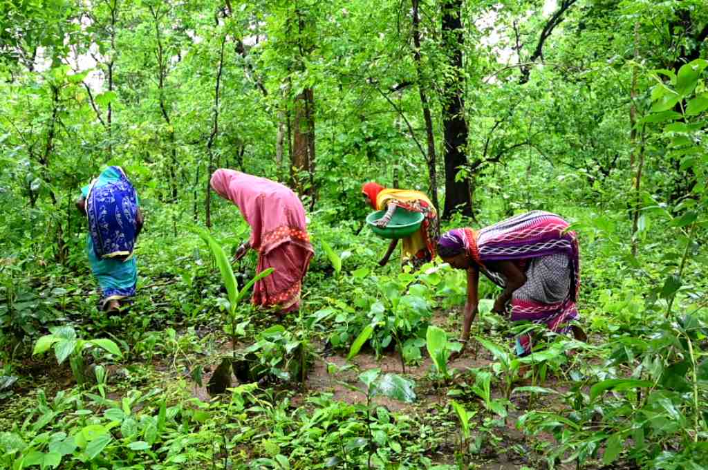 women working in a forest_forest rights