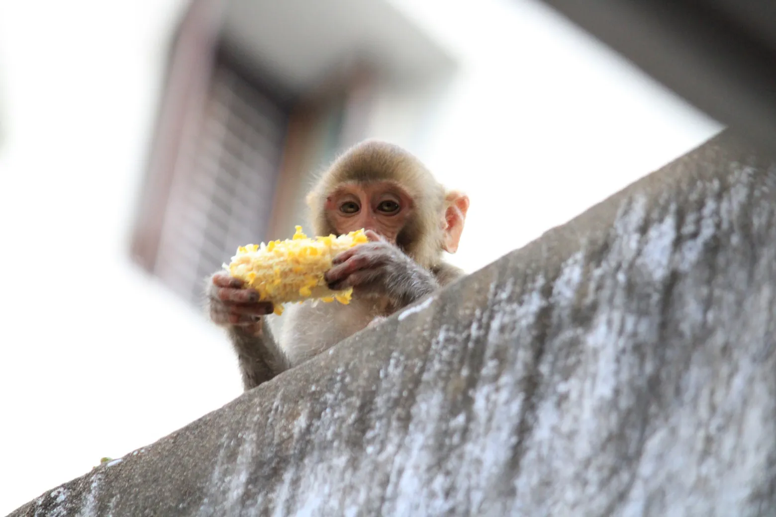 monkey eating corn_nonprofit humour