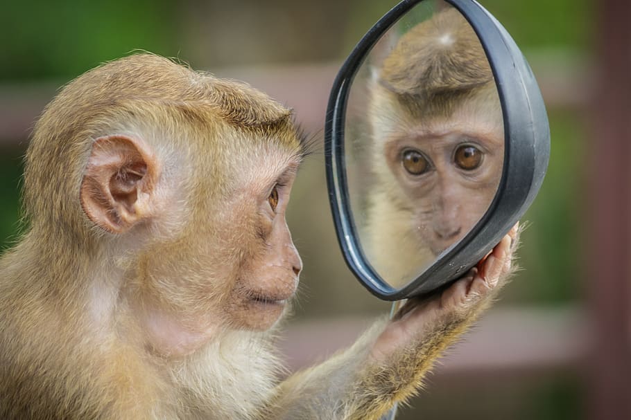 monkey looking in a mirror_nonprofit humour