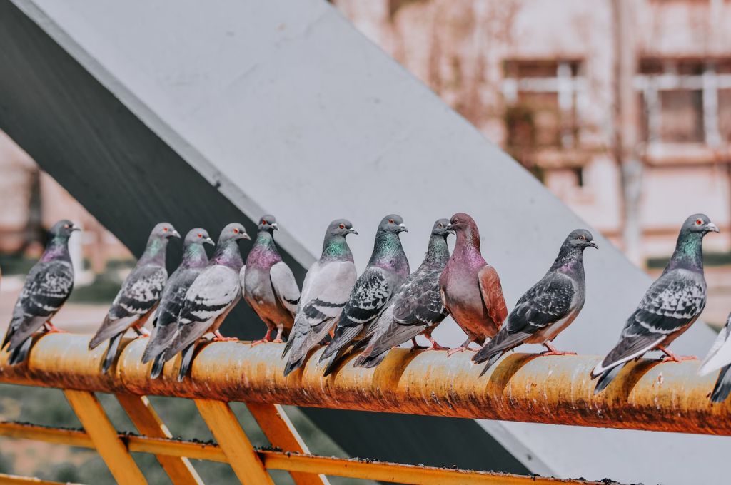 pigeons sitting on a brown metal bar_COP28