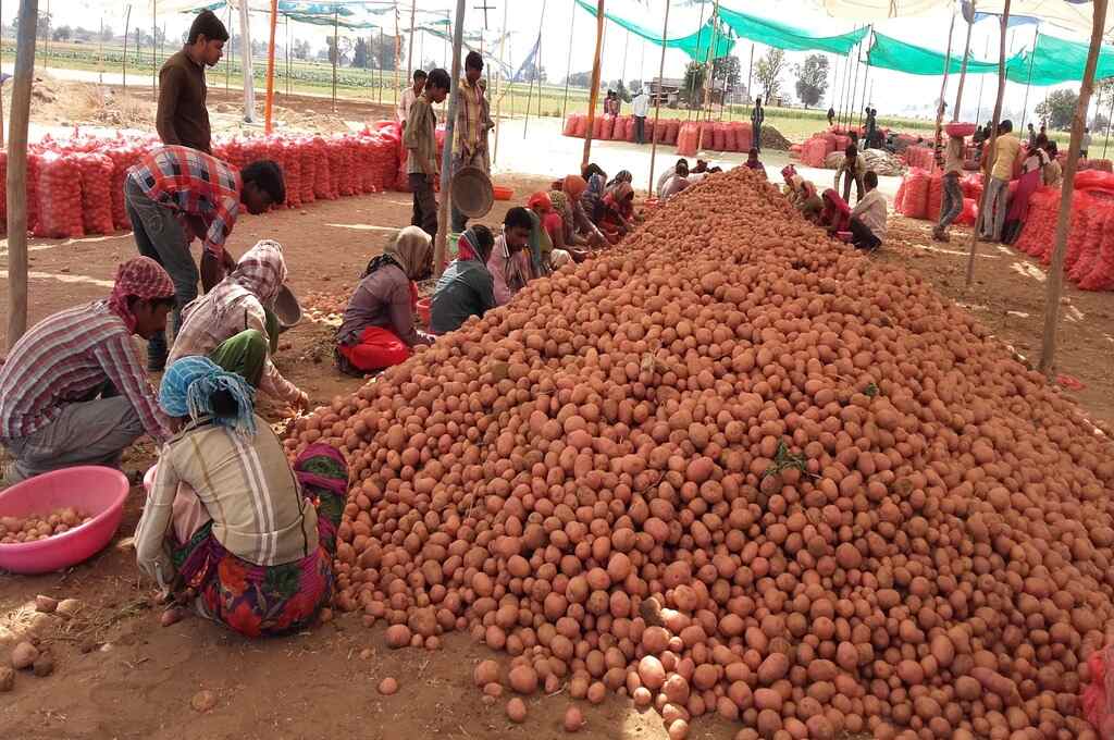 farmers sorting potatoes_migrant labourers