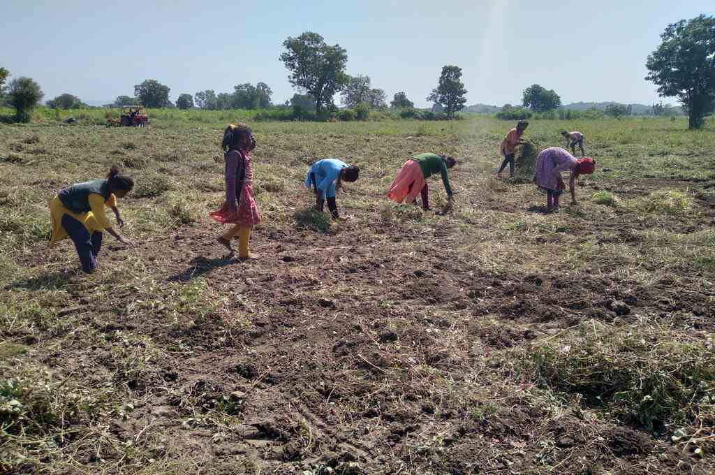 farmers working in the field_migrant labourers