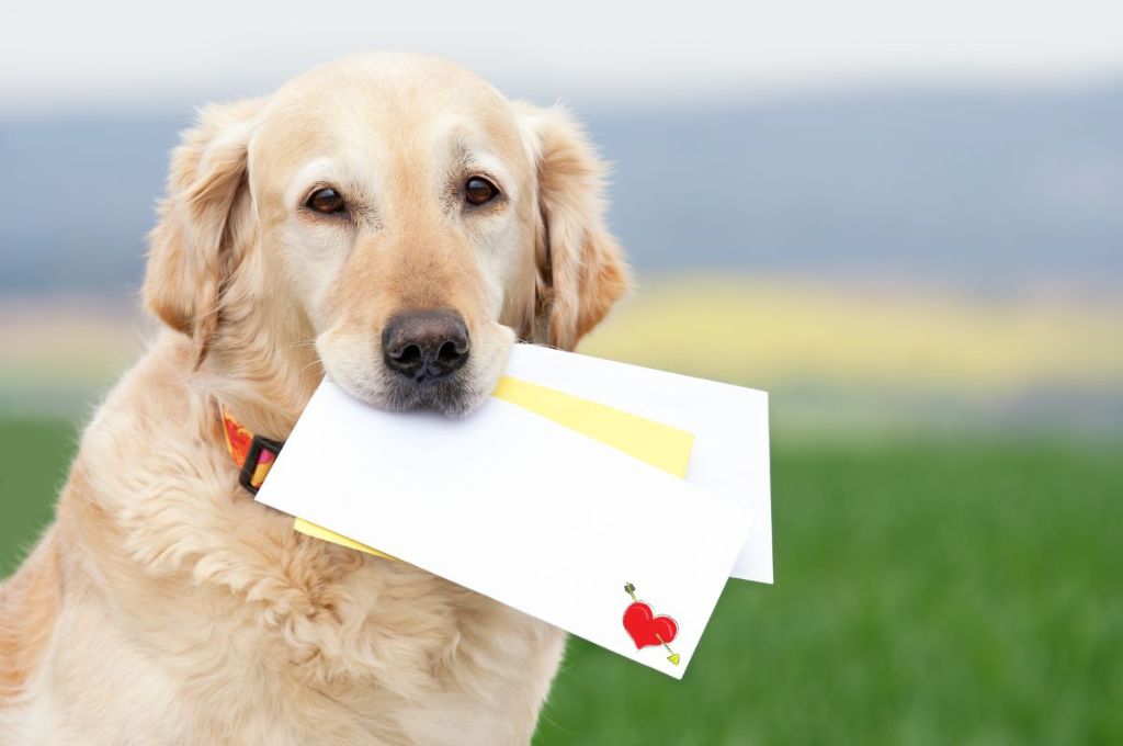 A dog holding love letters_nonprofit humour