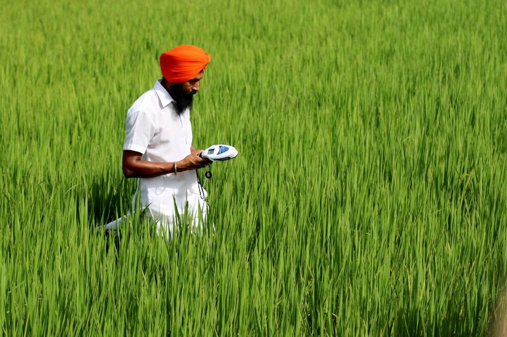 a sikh farmer in a rice field_open source technology