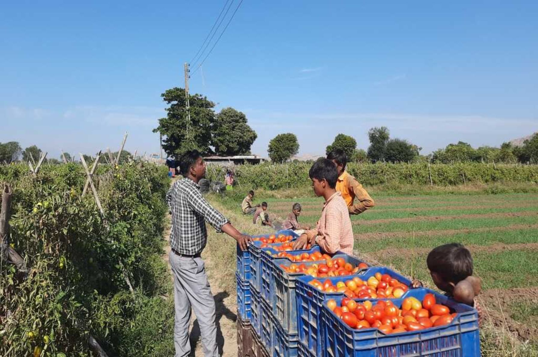 farmers sorting tomatoes_migrant labourers