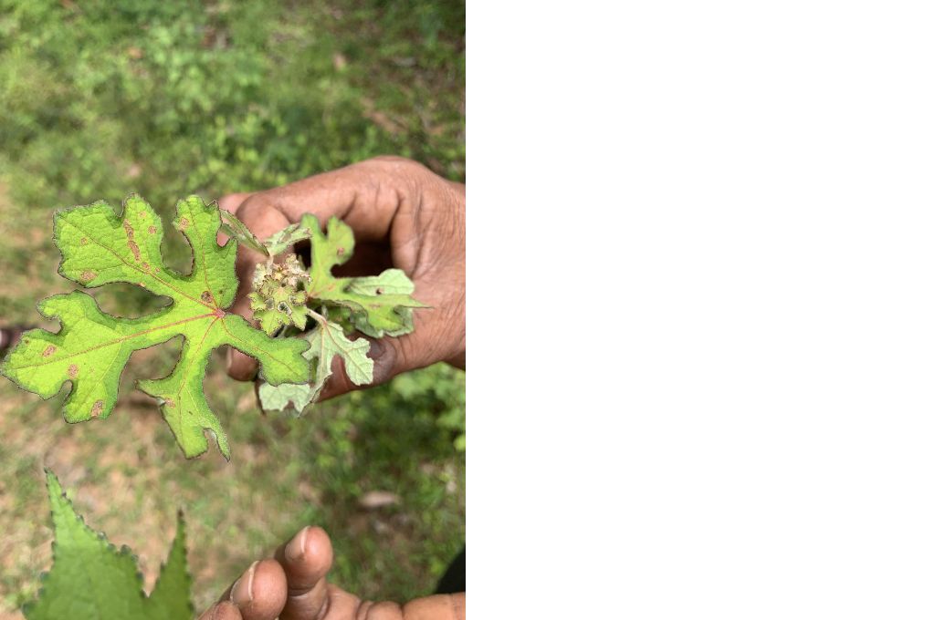 holding a leaf with small brown spots--bannerghatta conservation