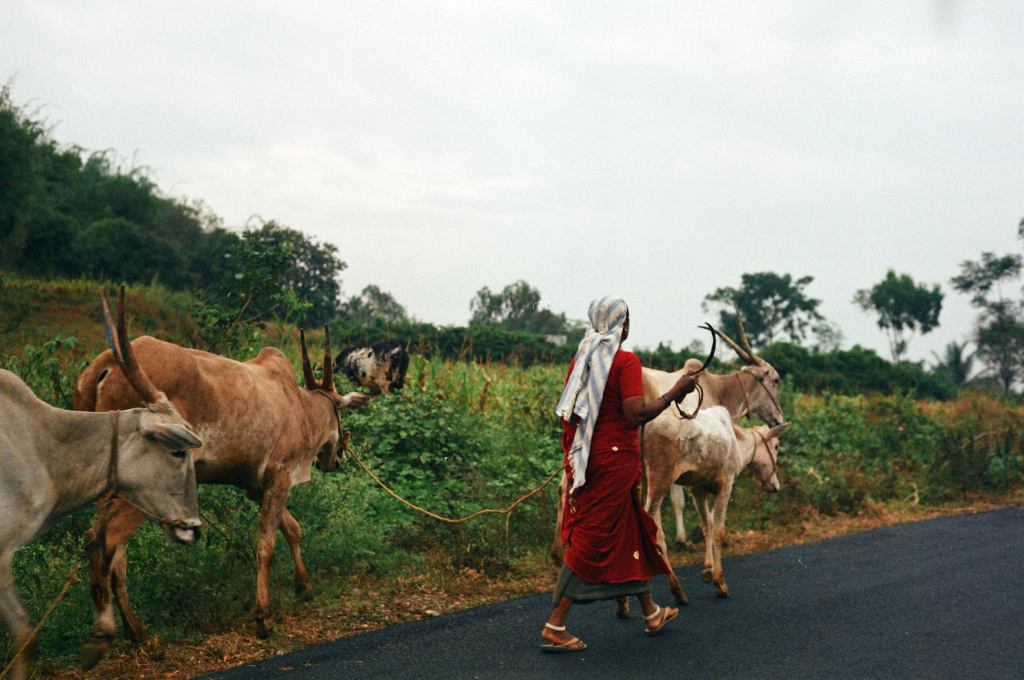 a woman herding cattle--bannerghatta conservation