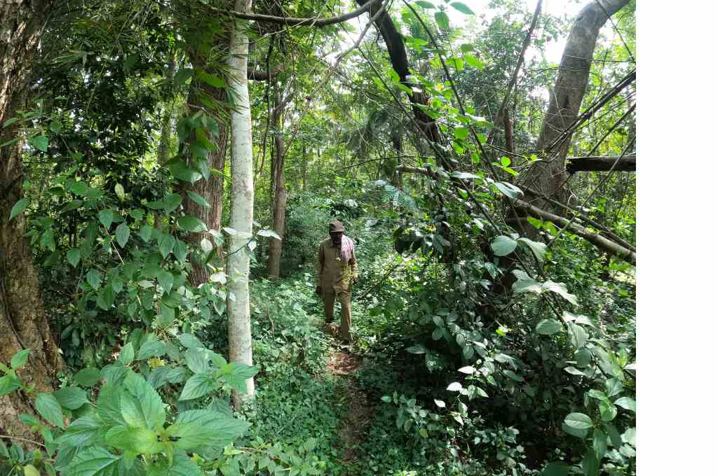 Nanjunda walks through thick forest cover--bannerghatta conservation