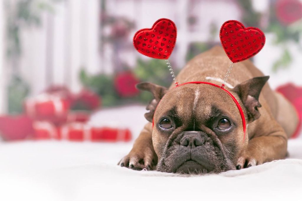 a dog wearing two hearts on its collar-humour