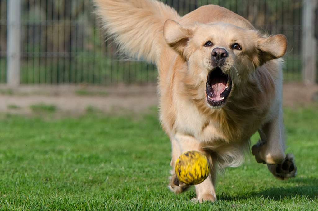 dog chasing a ball-nonprofit humour