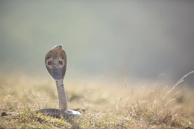 snake in a field_human-wildlife conflict