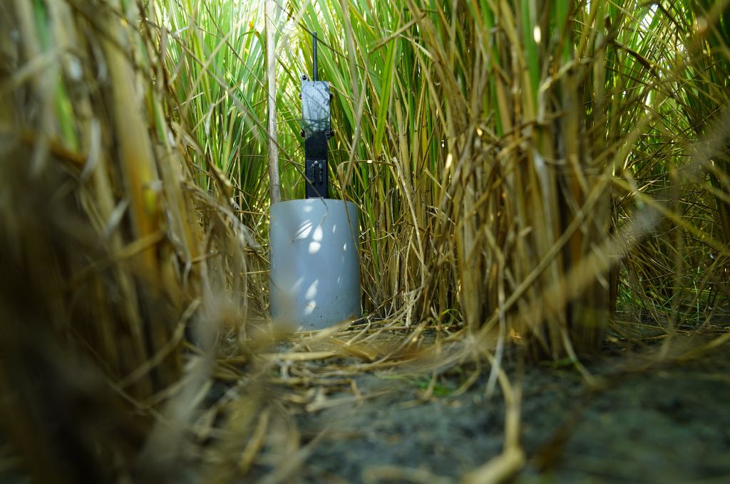 A sensor assesses the amount of water required in the field_water crisis
