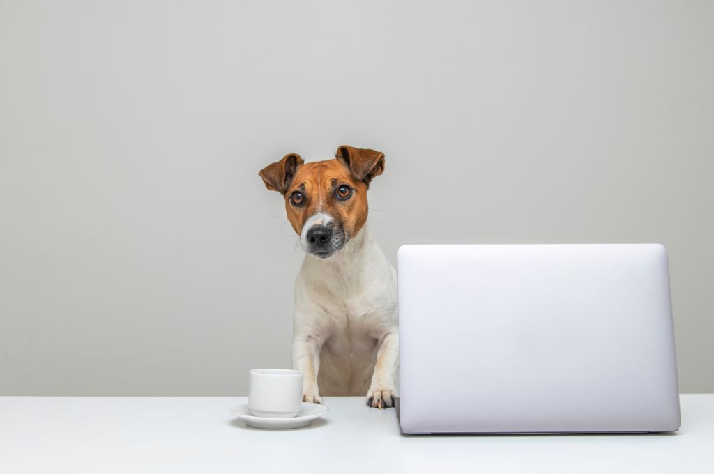 A dog with a computer_nonprofit humour