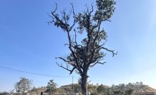 a mahua tree in korba_coal mine