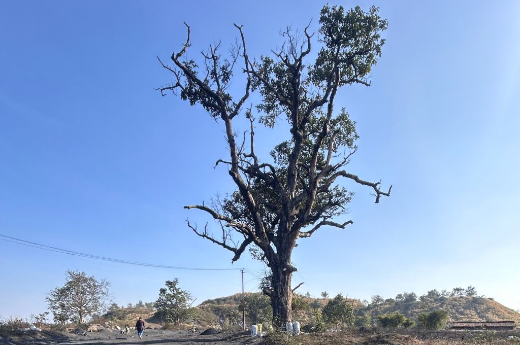 a mahua tree in kobra_coal mines