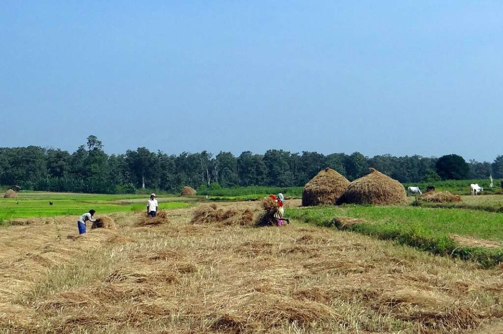 farmers harvesting rice-black rice
