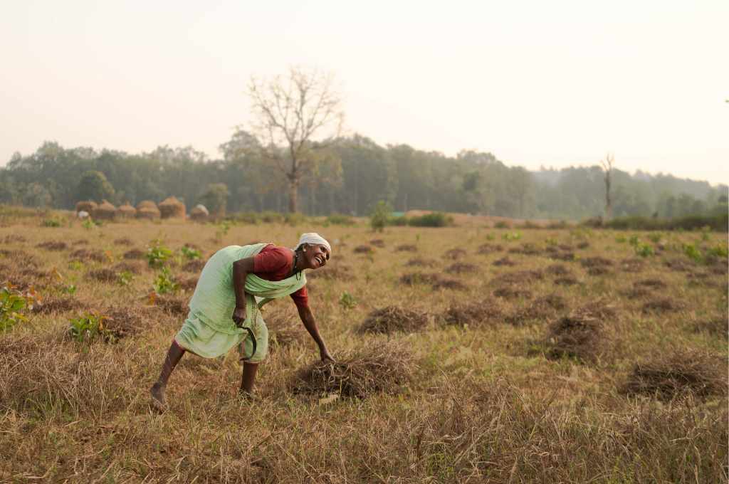 Savanti Bai with her sickle, harvesting kodo millets. The small mounds dotting the field are freshly cut kodo, ready to be tied and carried away.