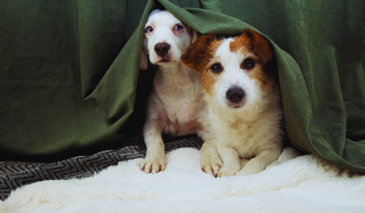 two dogs peeking out from under a curtain_nonprofit humour
