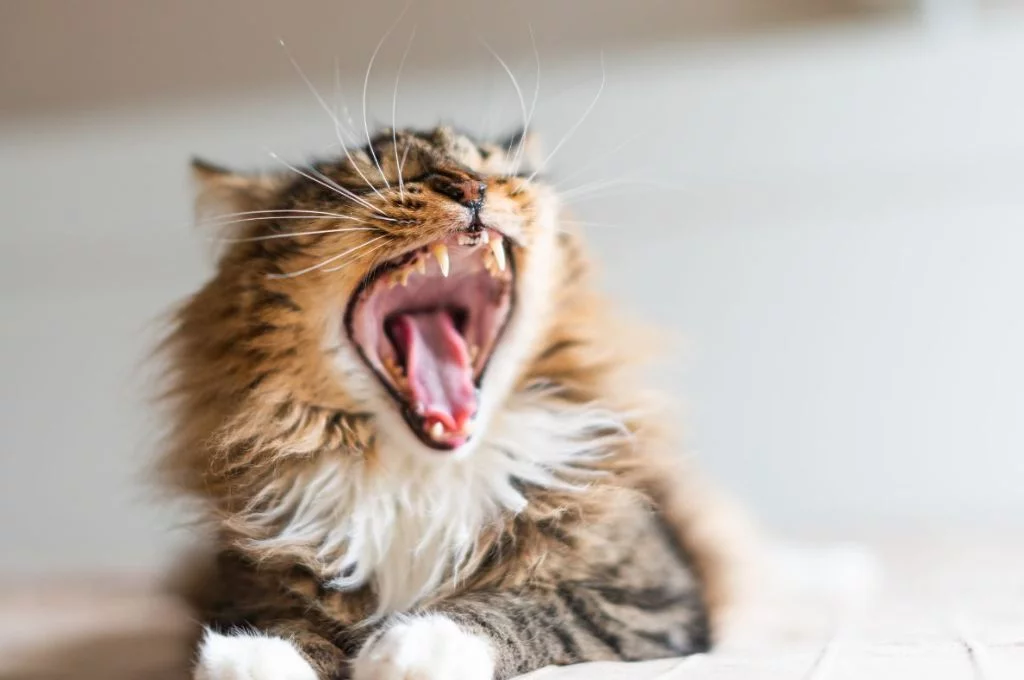 a kitten yawning-nonprofit humour