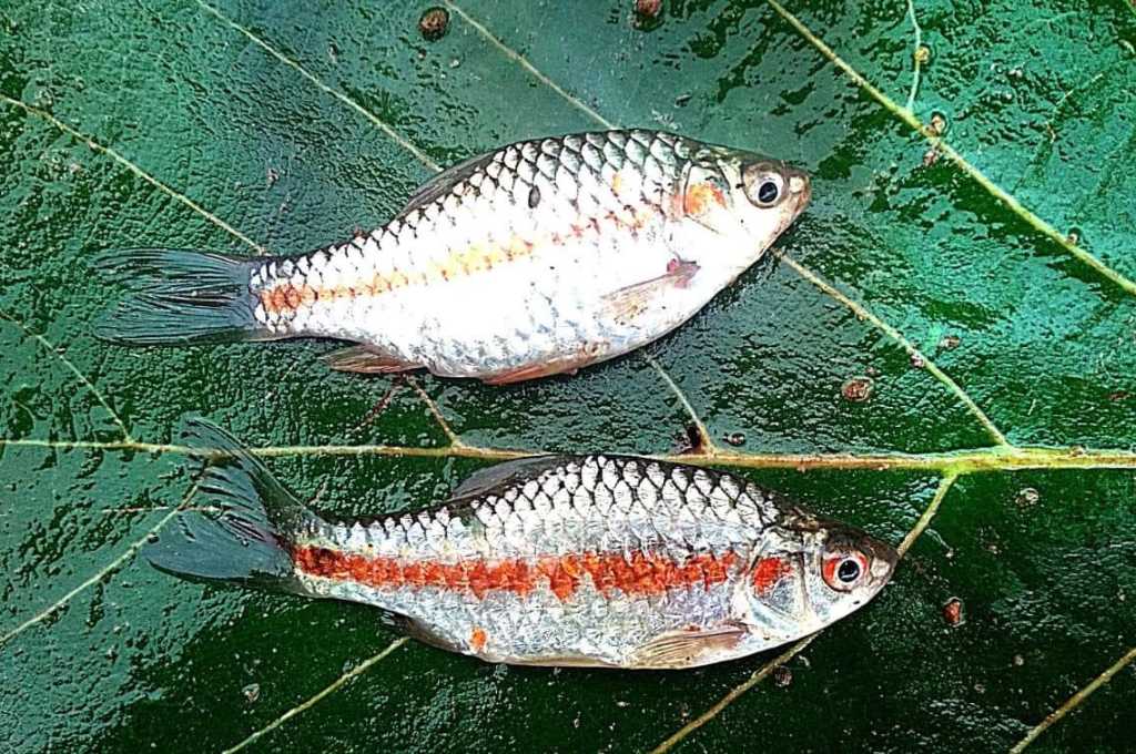 Two fishes with orange line on their belly_traditional knowledge