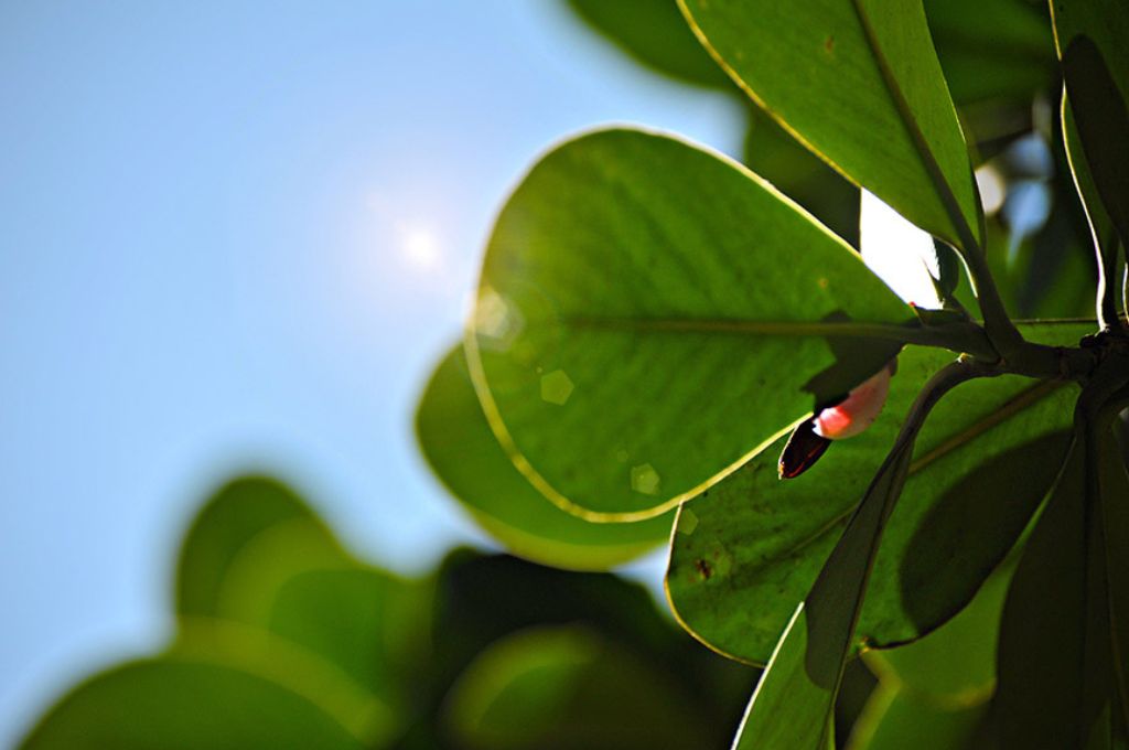 sunlight falling on bright green leaves--restorative justice