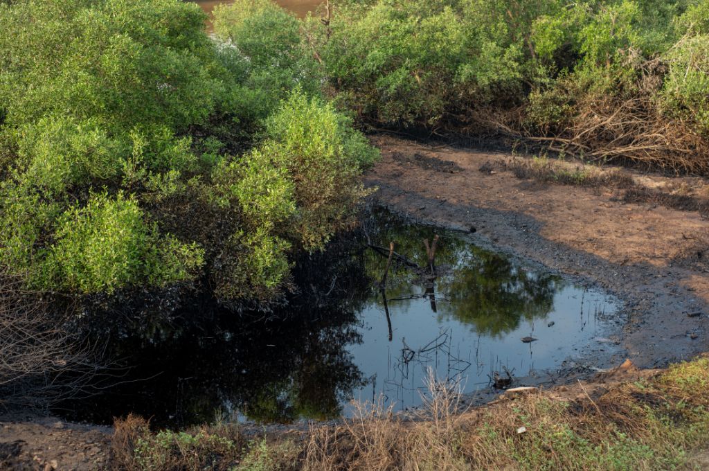 Mangroves in Kosasthalaiyar river which were destroyed by an oil leak_industrialisation 