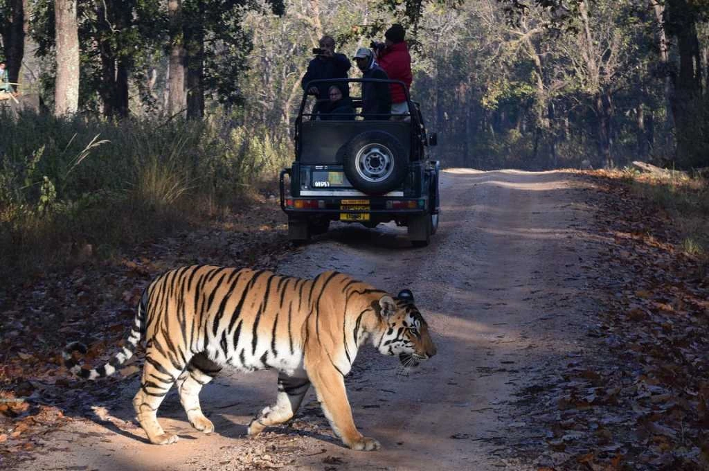 A jeep and a tiger in a forest_forest guide roster