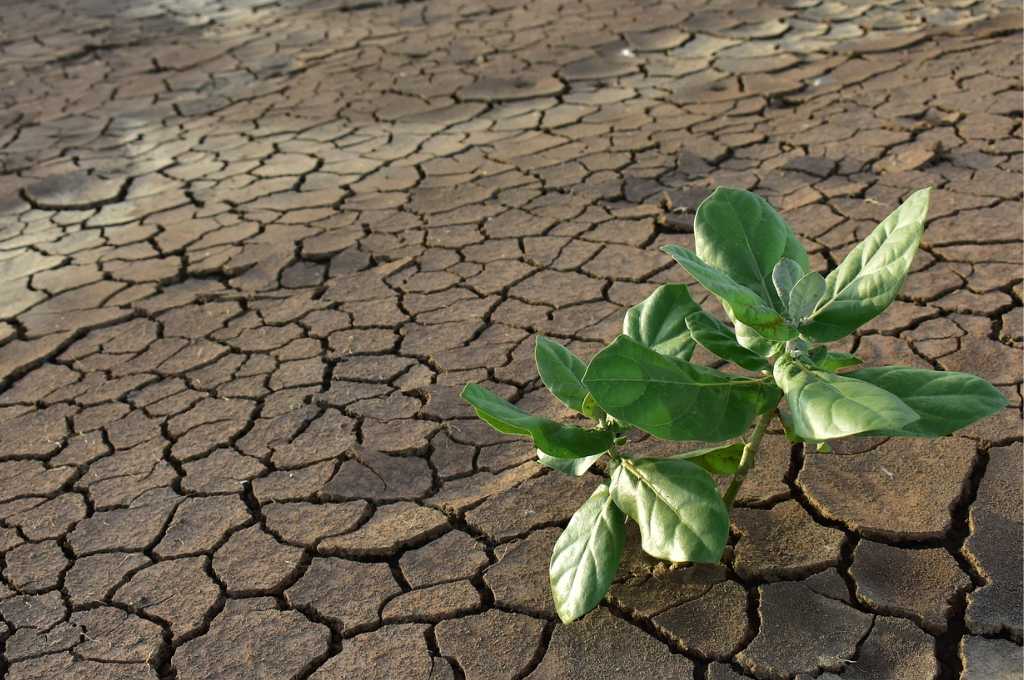 a small plant growing in dry soil--alternatives