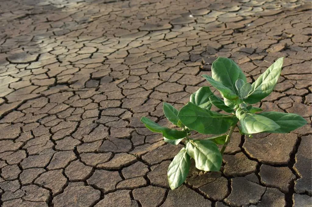 a small plant growing in dry soil--alternatives