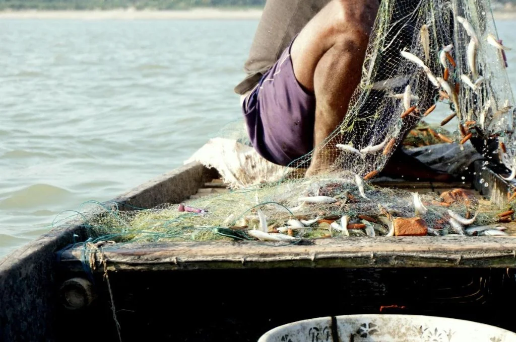 nets containing catch being untied by a fisherman--Life of the Kaibarta fishing community in Assam