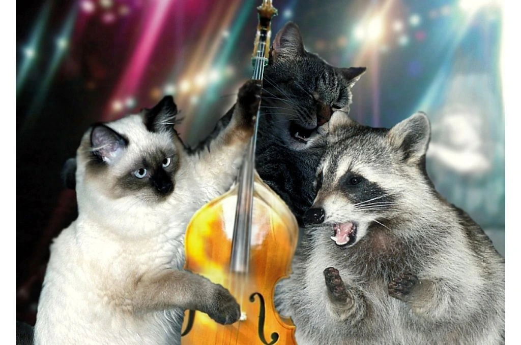 A cat and a racoon playing the guitar_nonprofit humour