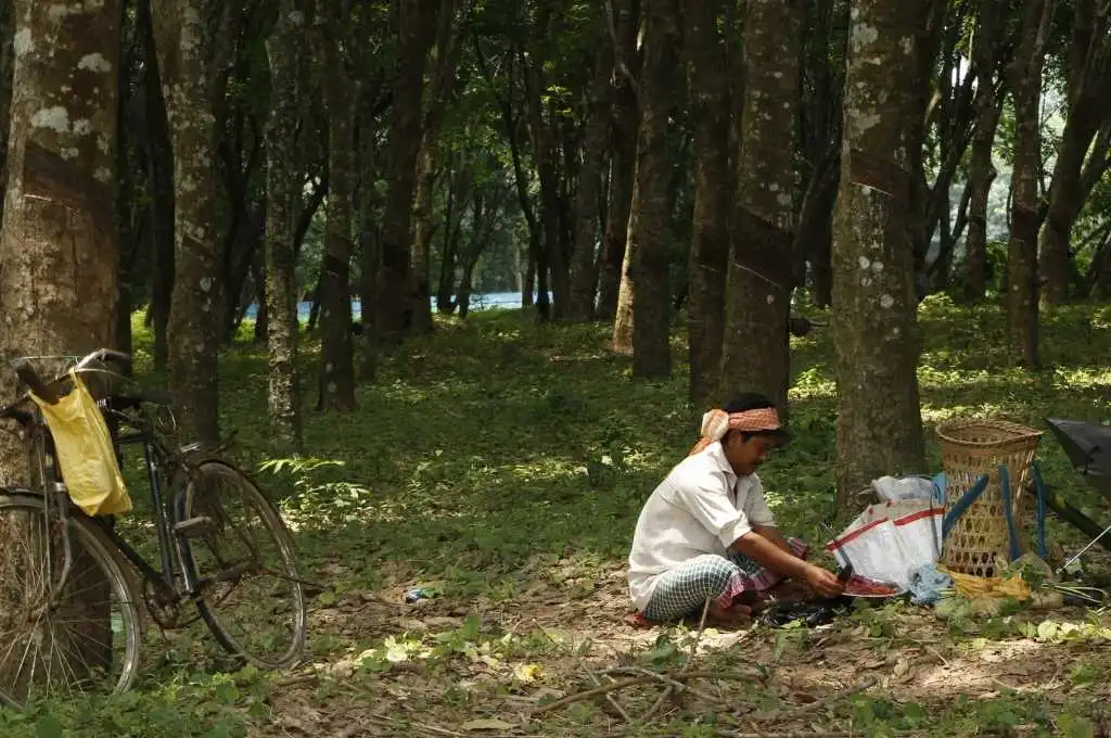 a man collecting produce in a wooded area--tripura