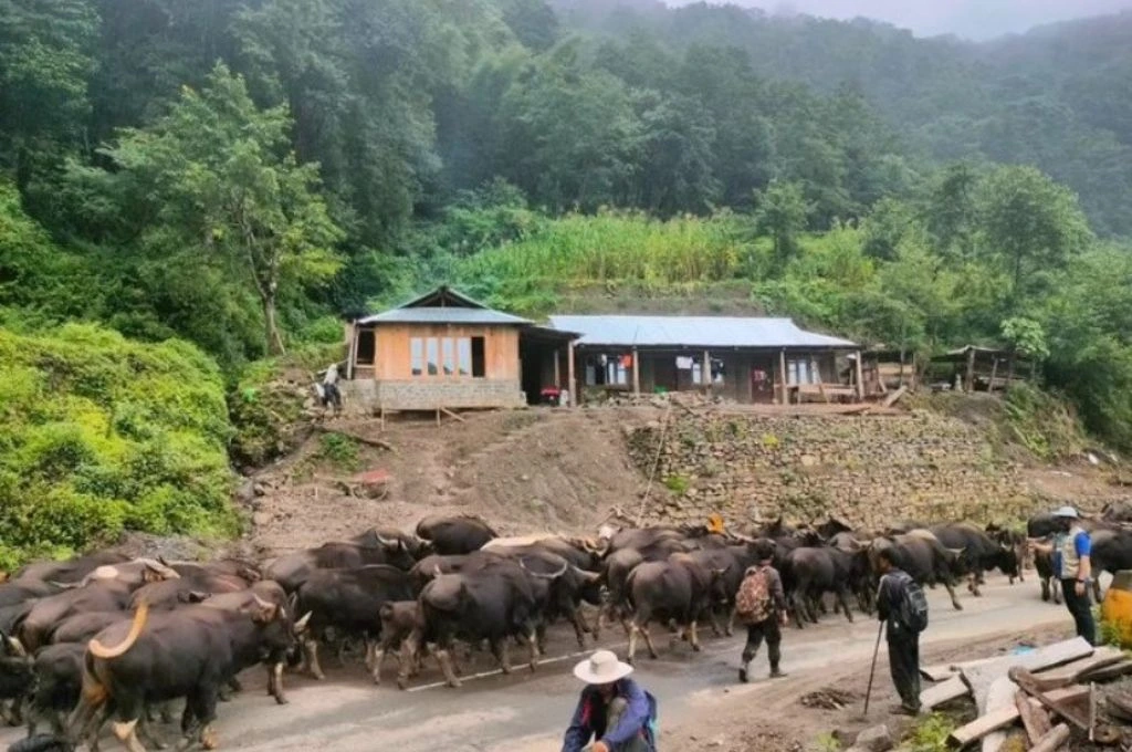 Cattle on the road in Nagaland_conservation