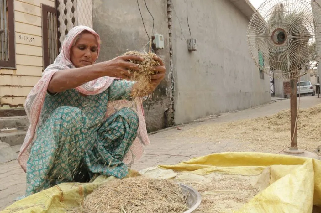 The caste of farming in Punjab: Dalit women can’t afford land | IDR