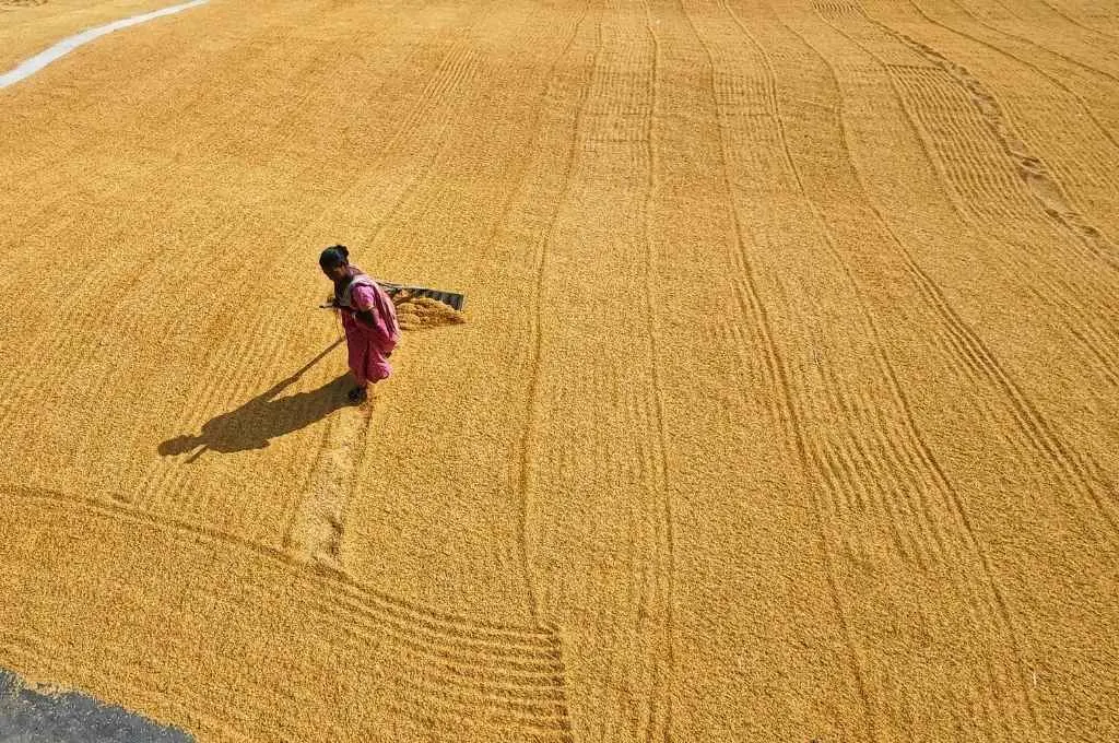 an overhead view of a woman in a crop field-gram swaraj