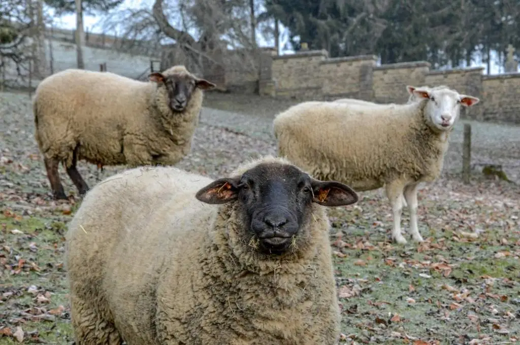 three sheep looking up at the camera--nonprofit humour