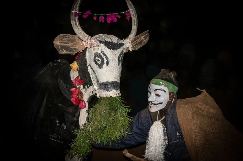 a doddu aatam performer wearing a mask is feeding the indian gaur--irula tribe