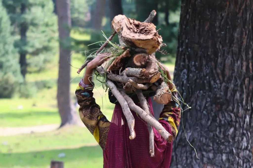 A woman carrying firewood for burning_clean burning.