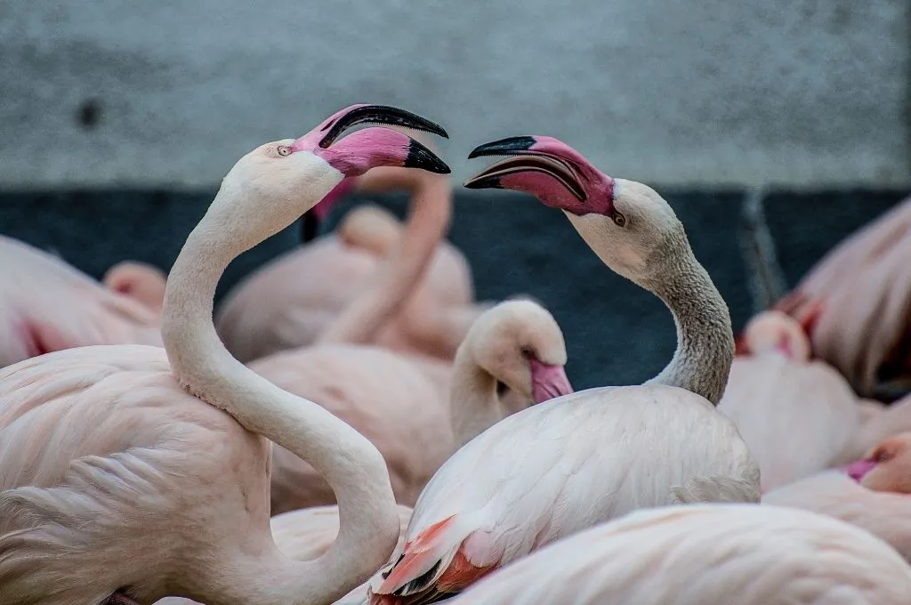 two flamingoes in a colony of flamingoes looking at each other--nonprofit humour