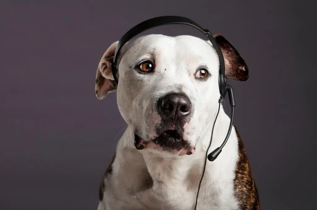 A dog wearing a headset_nonprofit humour